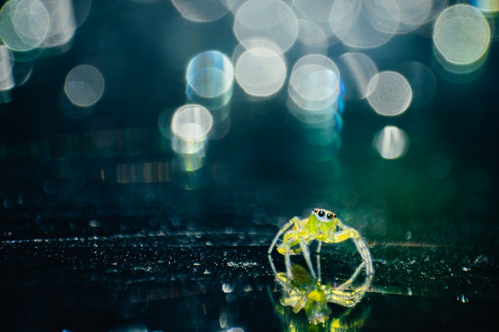 yellow frog on water during night time