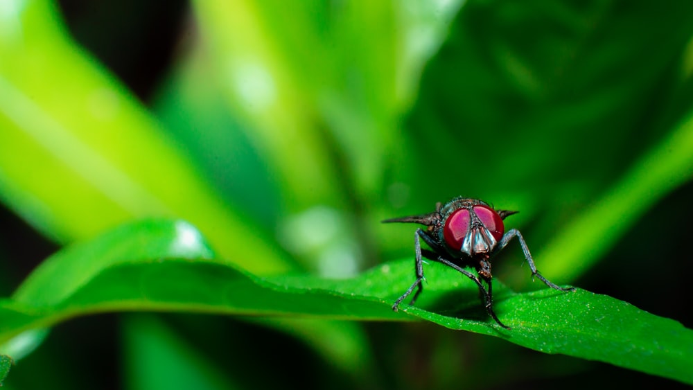 black fly perched on green leaf in close up photography during daytime