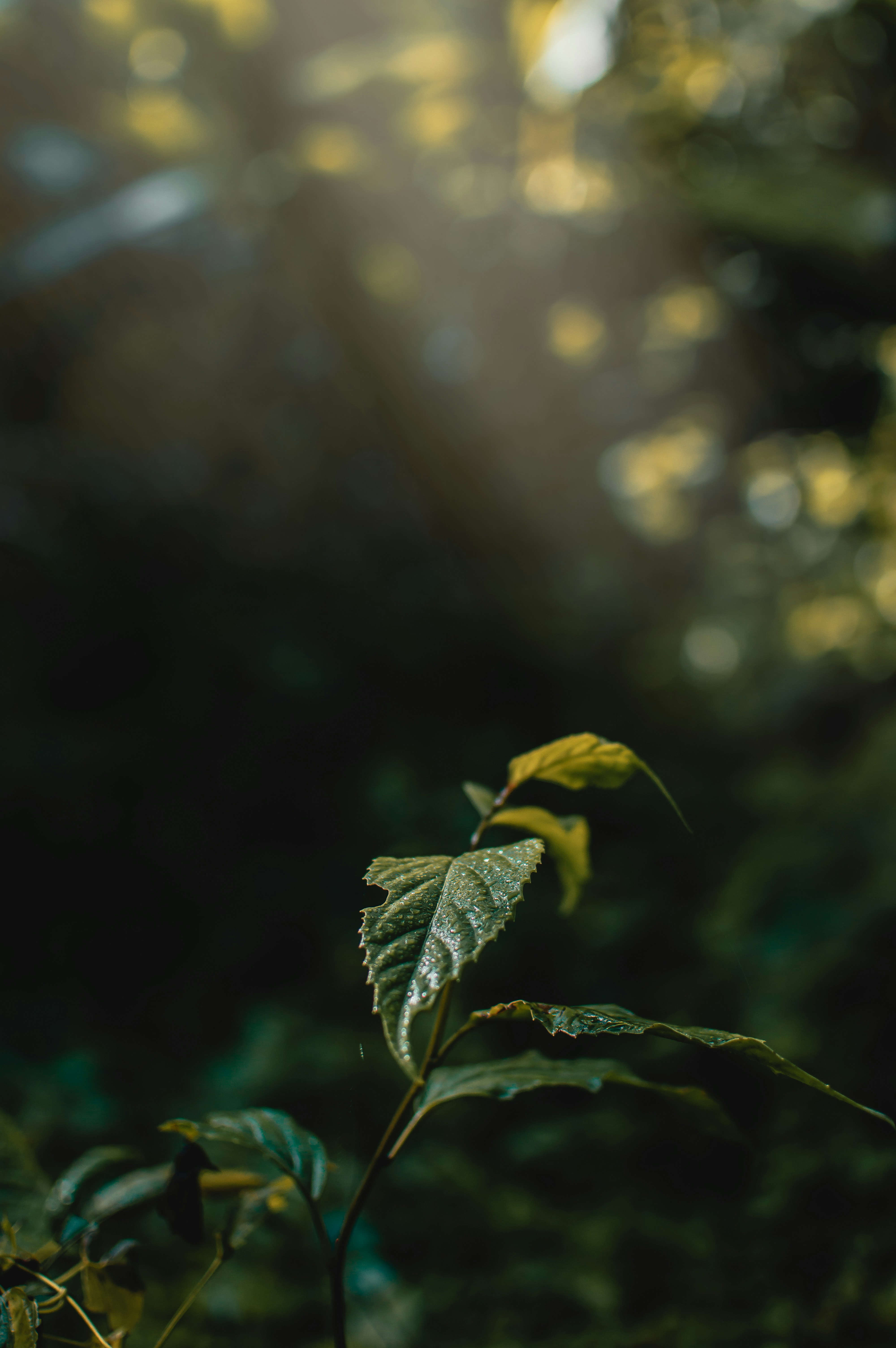 Photo by nishaan_ahmed