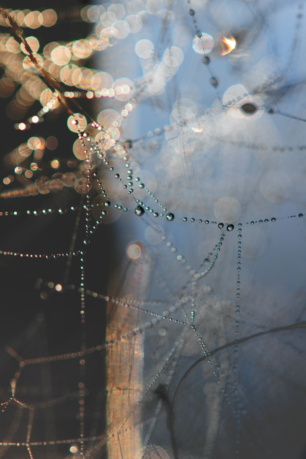 water droplets on spider web in close up photography