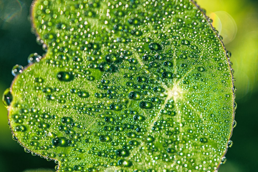 Wassertröpfchen auf grünem Blatt