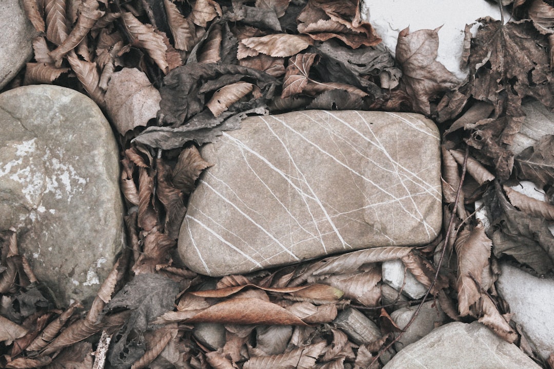 brown leather pouch on brown dried leaves