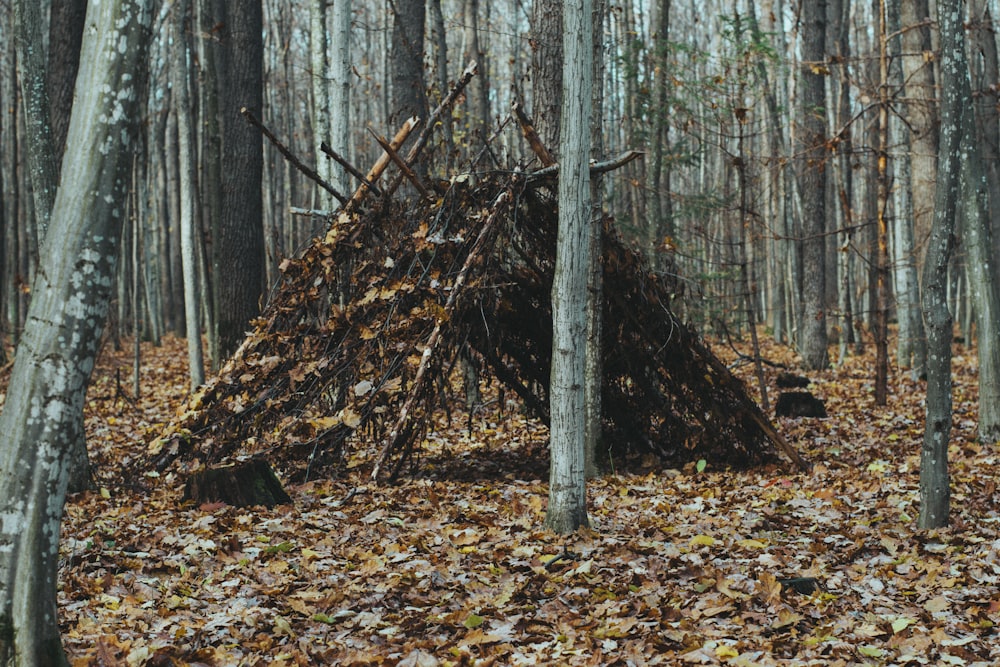 brown tree trunk on brown leaves