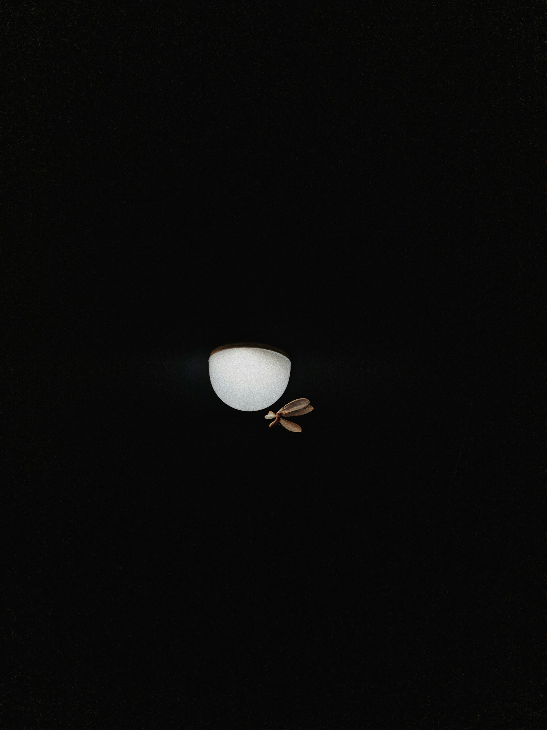 white egg on black background