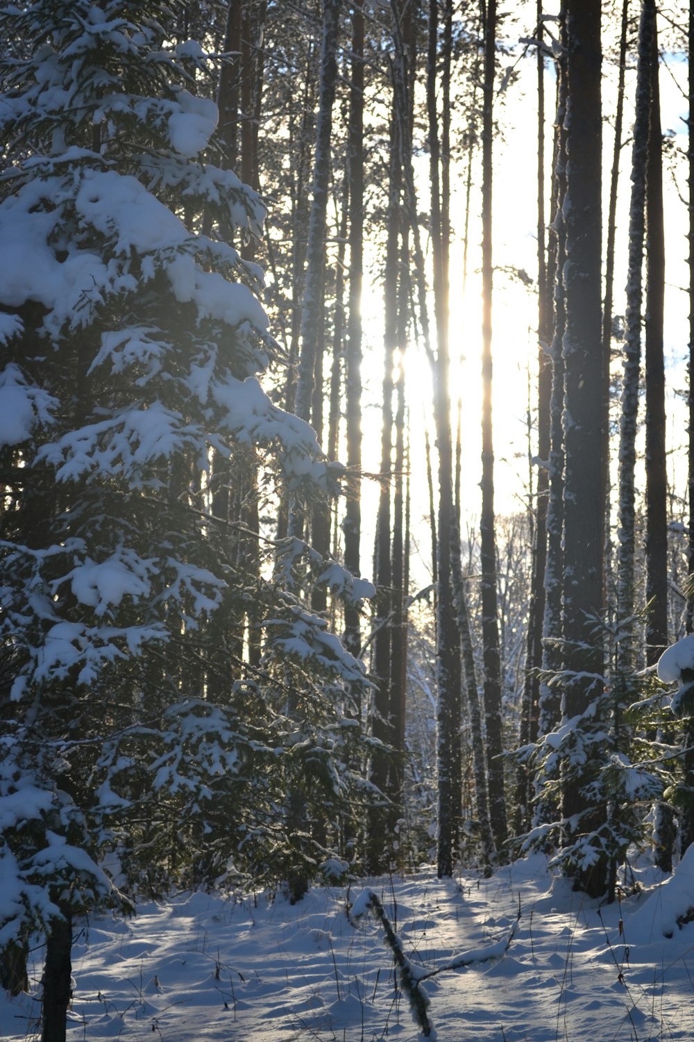 brown trees with snow during daytime