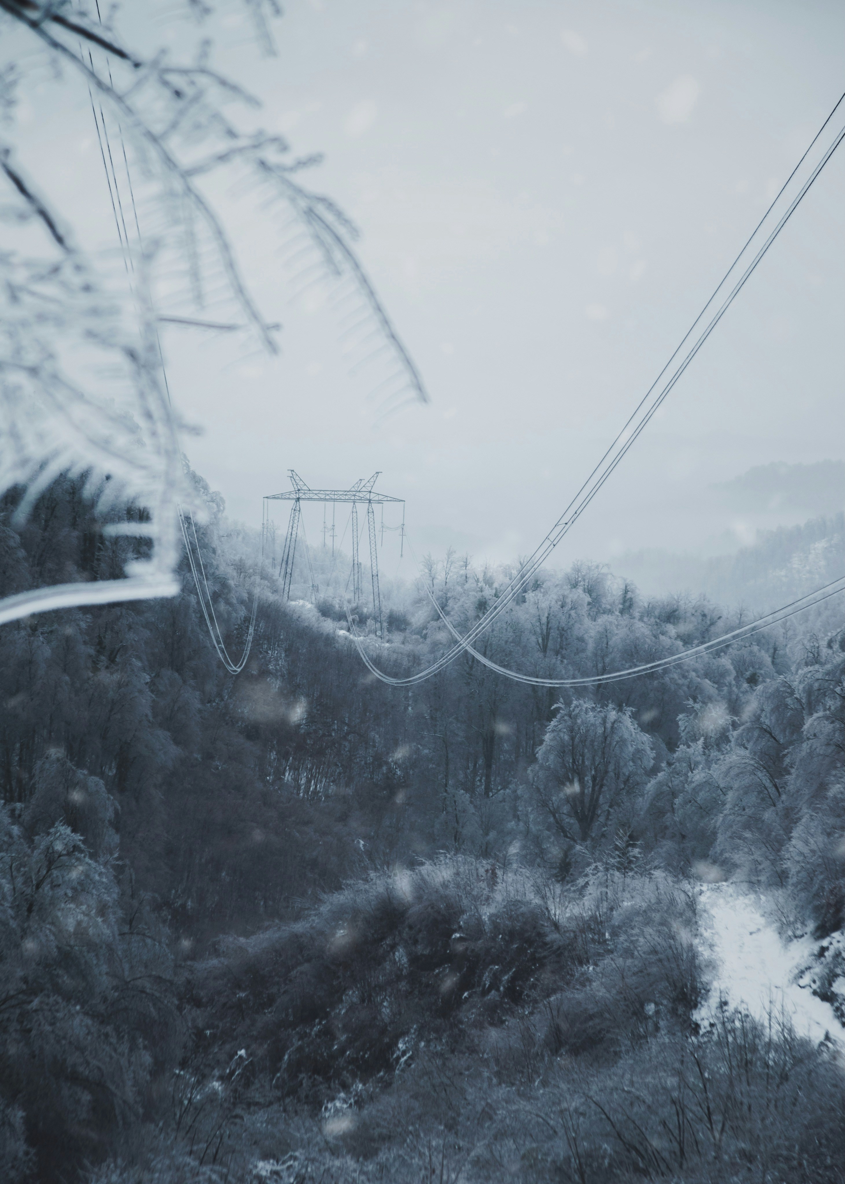 grayscale photo of trees during daytime