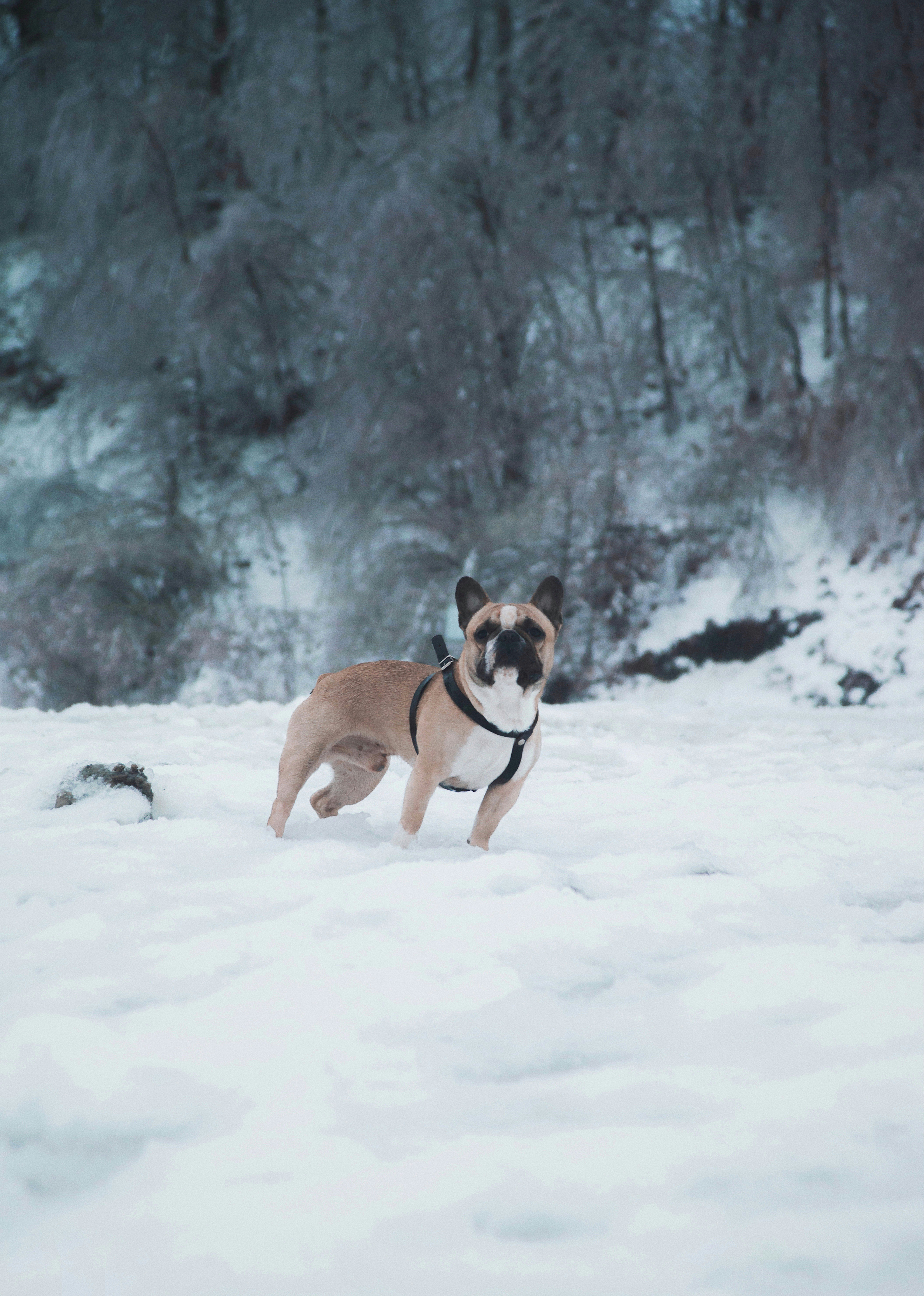 Photo by dentrushtin