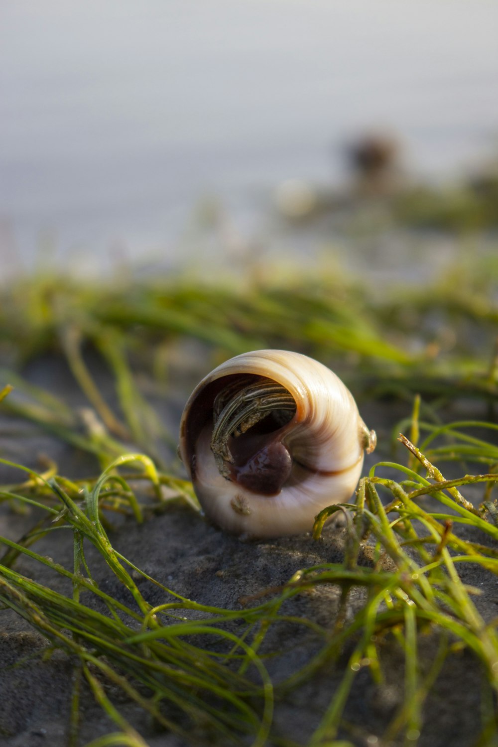 white and brown snail on green grass during daytime