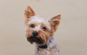 brown and gray yorkshire terrier puppy