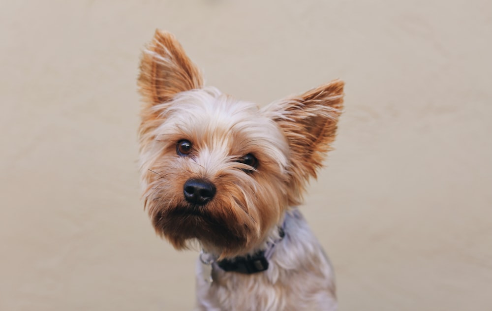 cucciolo marrone e grigio dello yorkshire terrier