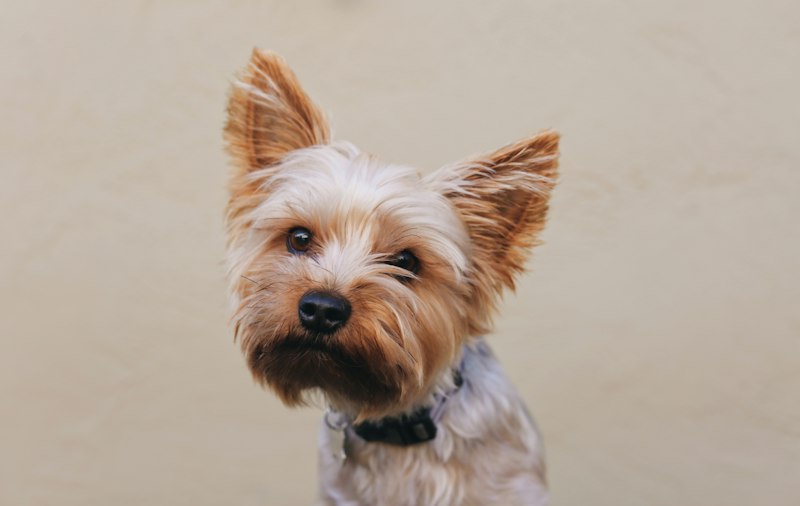 Yorkshire Terrier photo 5