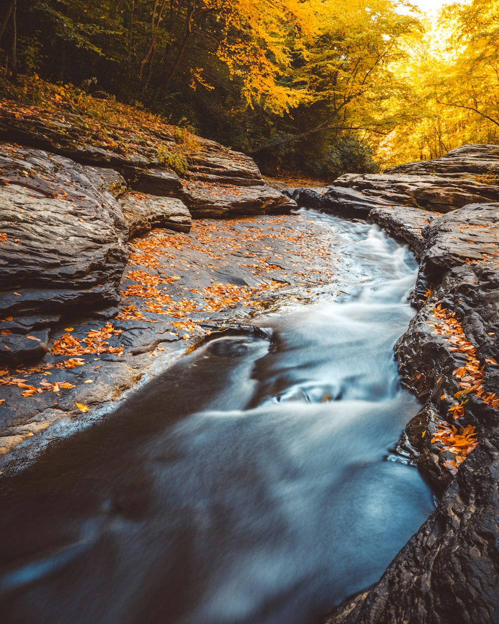 river in the middle of forest during daytime