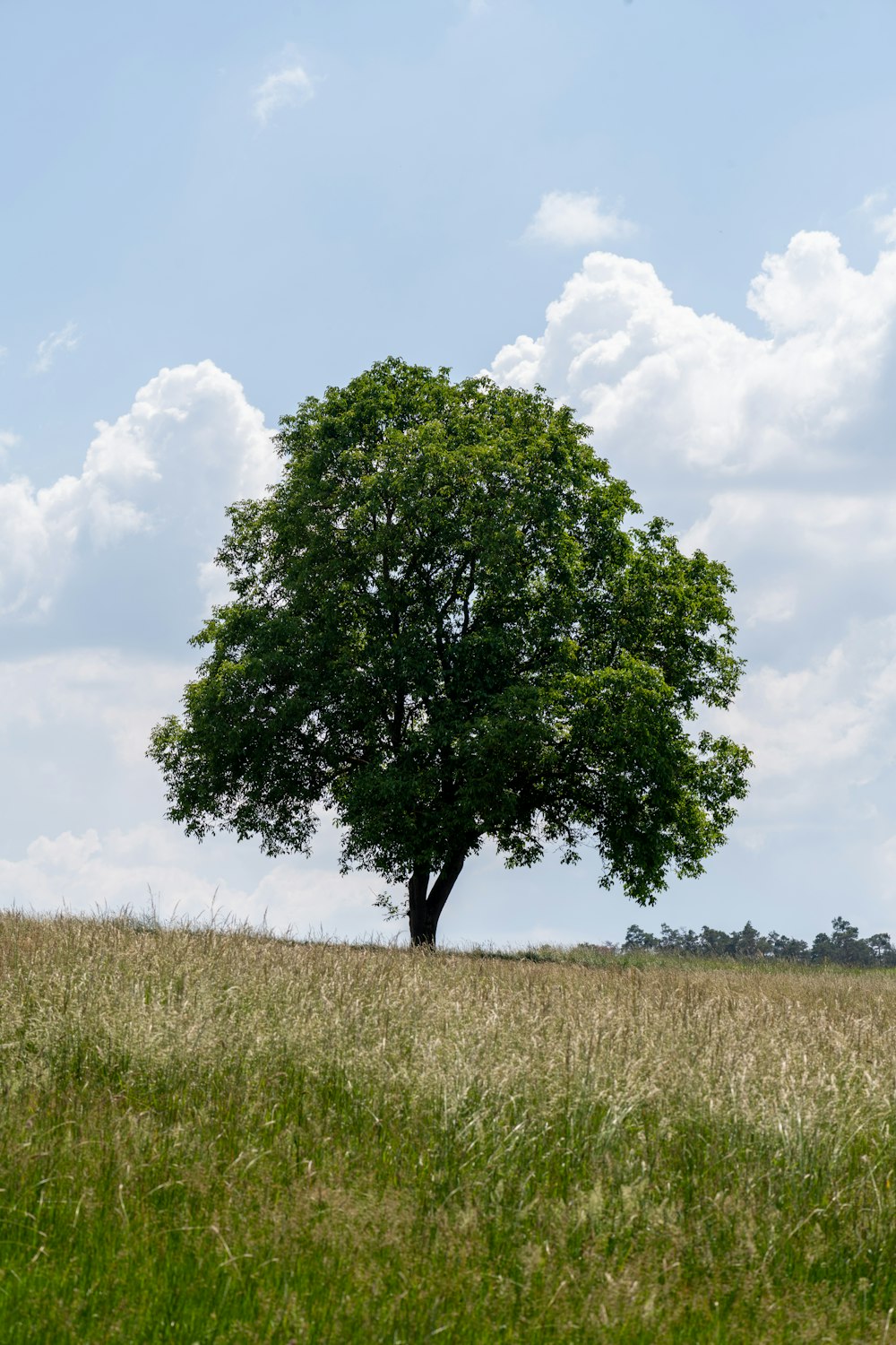 green tree on brown grass field under white clouds and blue sky during daytime