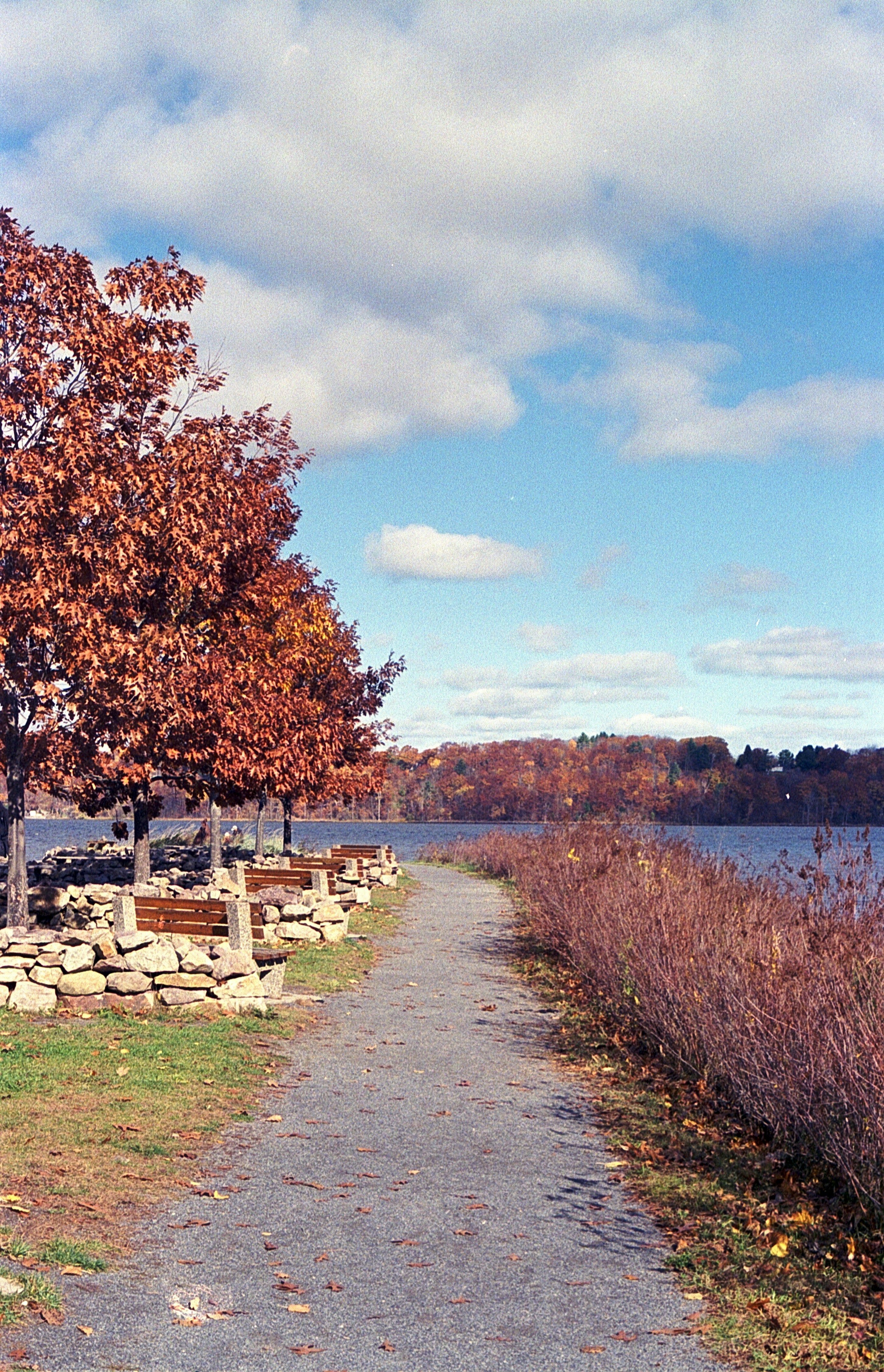 Green trees near body of water under blue sky during daytime