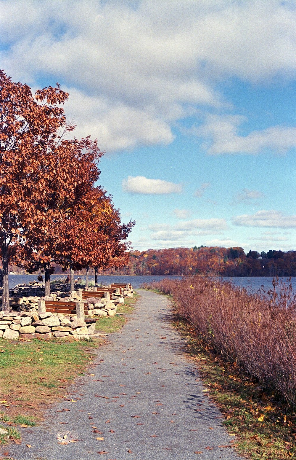 green trees near body of water under blue sky during daytime