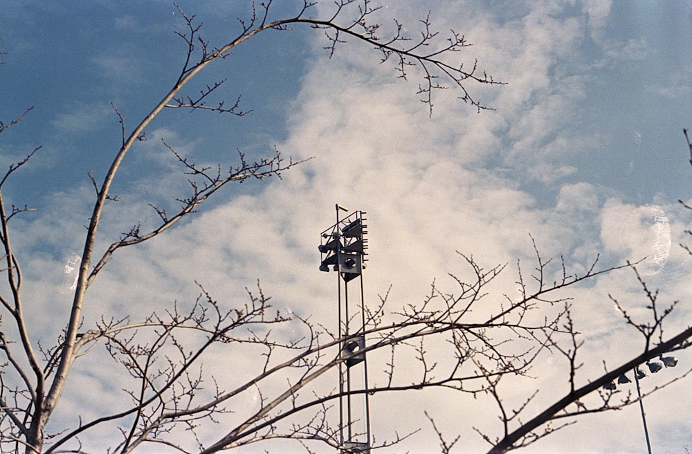 black and white bird on bare tree under blue and white cloudy sky during daytime