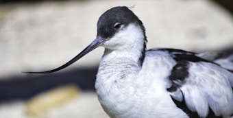 A bird with black and white plumage is prominently featured, showcasing a distinctively long, upward-curving beak. The bird appears to be an avocet, with a smooth white body contrasted by black markings. The background is blurred, enhancing the focus on the bird.