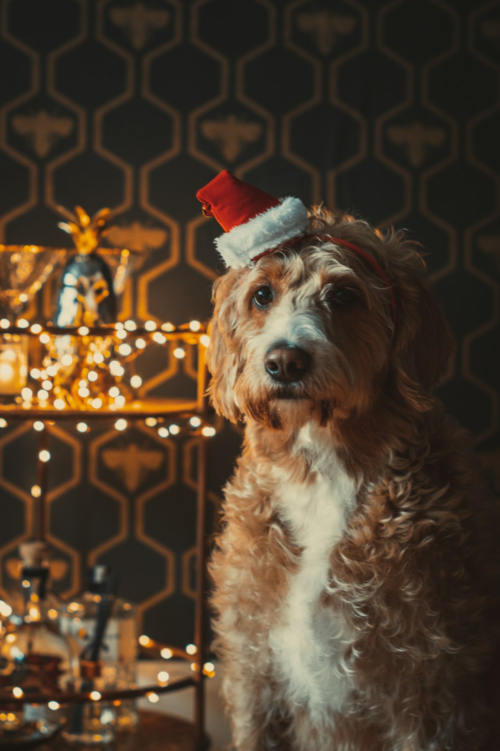 brown and white long coated dog wearing santa hat