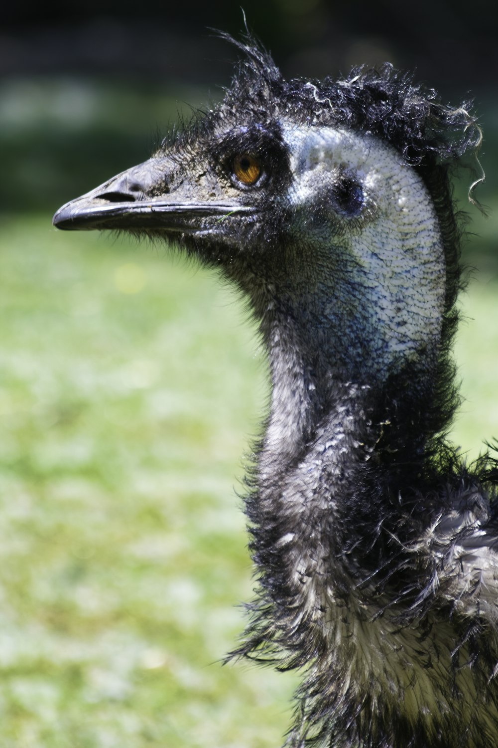gray and white ostrich head
