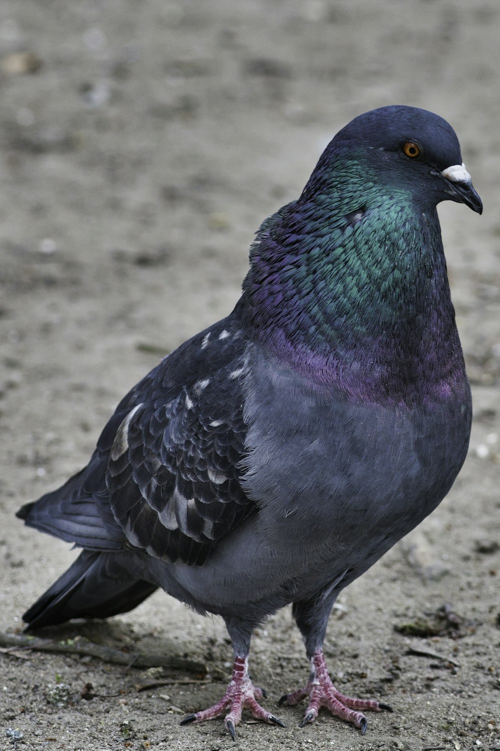 schwarzer und grauer Vogel auf braunem Sand tagsüber