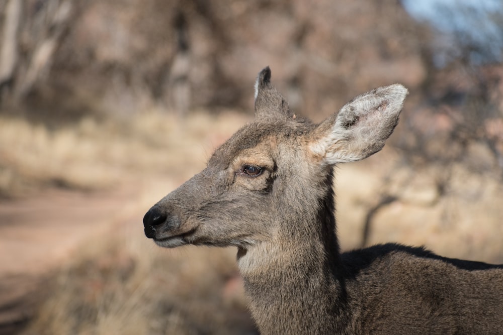 brown deer in close up photography during daytime