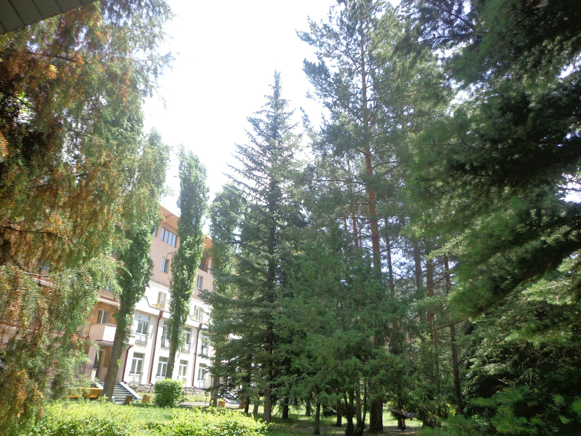 A tranquil view of the eucalyptus grove surrounding the two-storey condominiums at eucalyptus horizon by nexo residences, bathed in soft morning light.