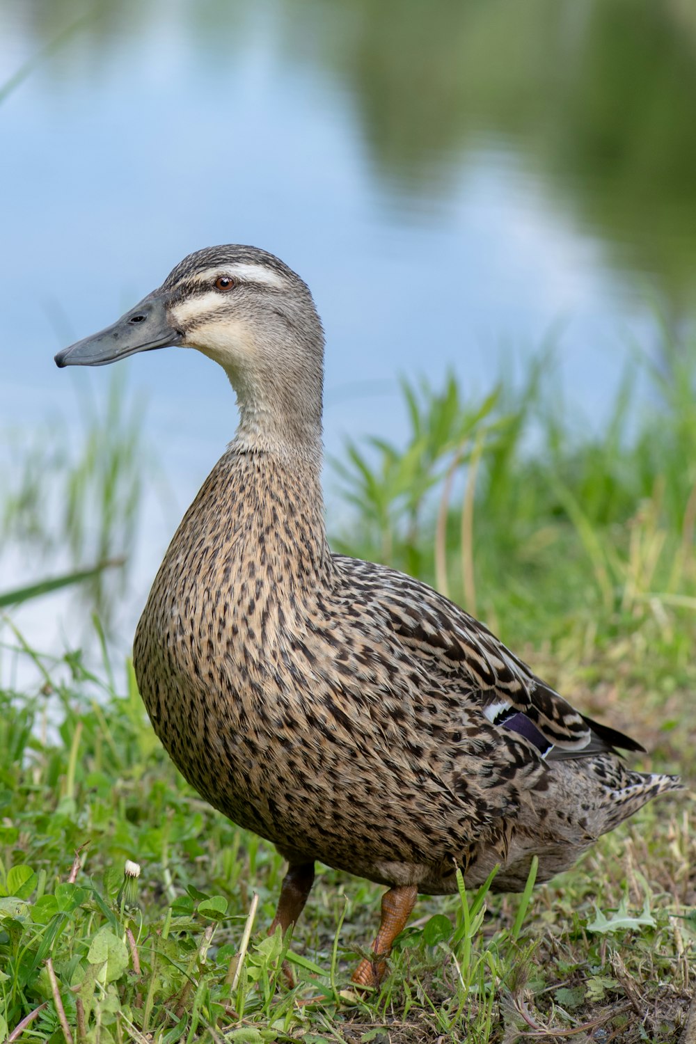 Braune Ente tagsüber auf grünem Gras