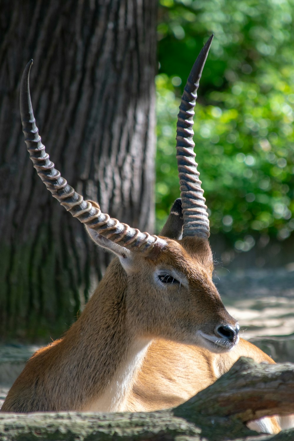 brown deer standing on gray ground during daytime