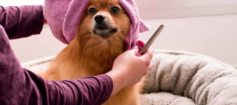 entretien du pelage de votre chien
