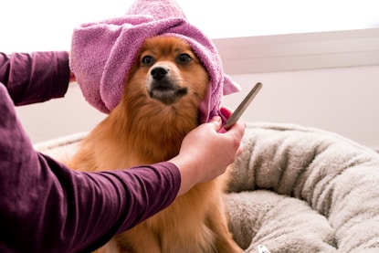 brown pomeranian wearing pink towel