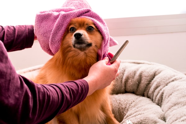 "Discover the Secret to a Healthy, Shiny Coat with the Best Undercoat Rake For Dogs & Cats