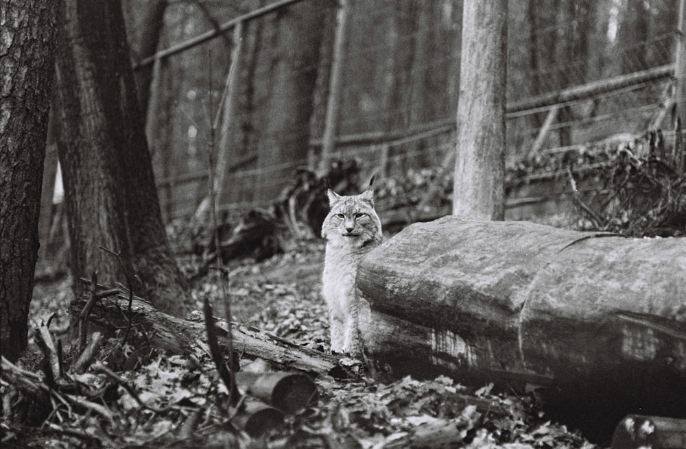 white cat on gray rock