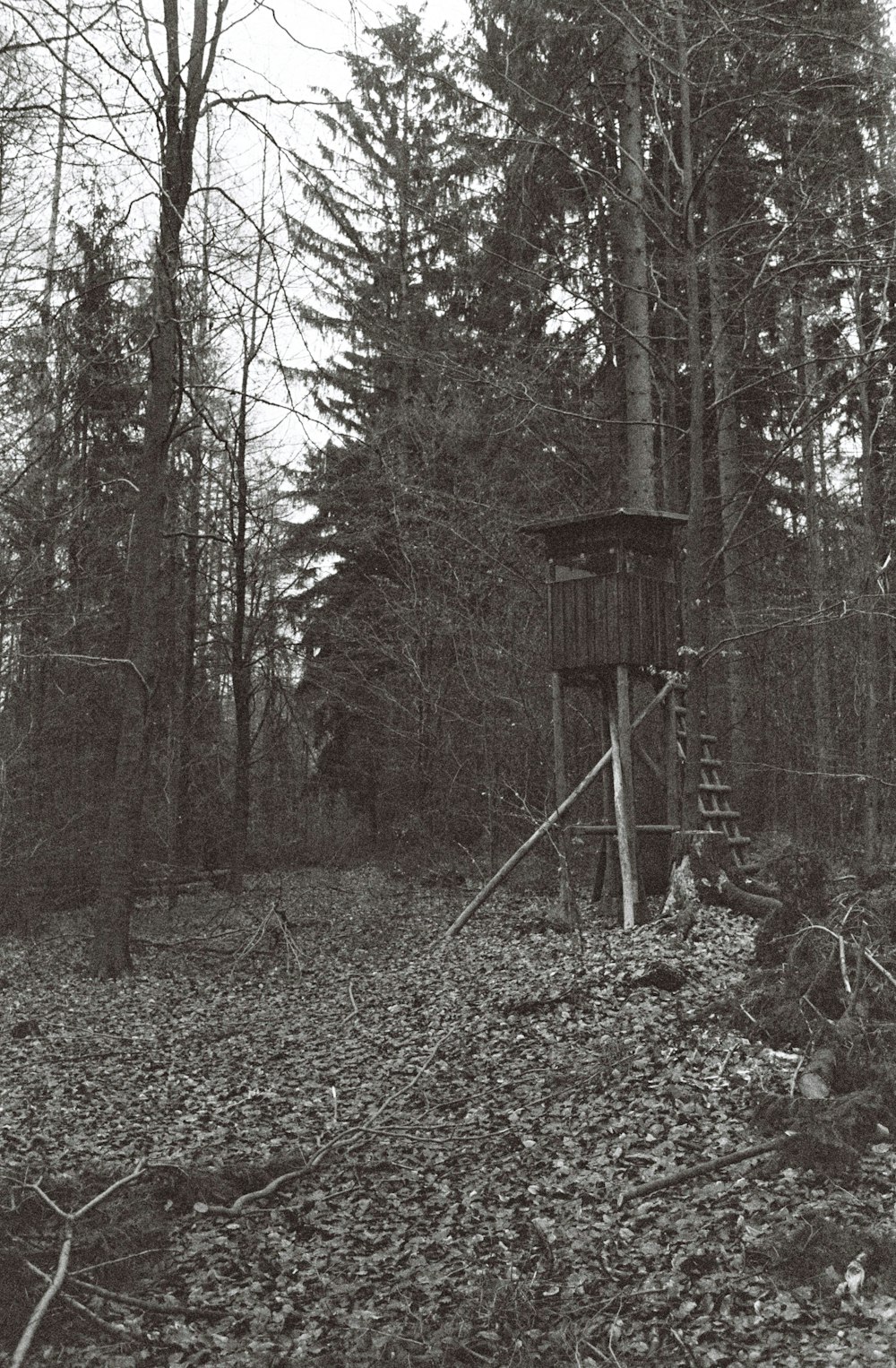 grayscale photo of wooden house in forest