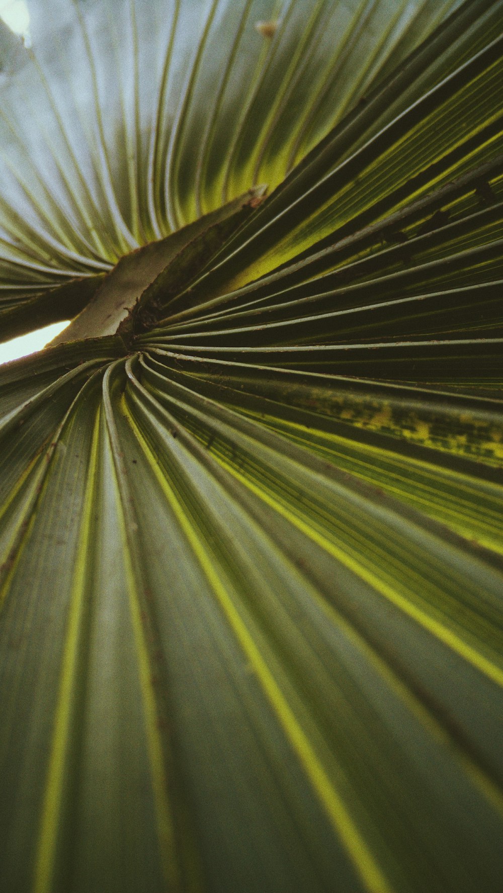 green leaf in close up photography