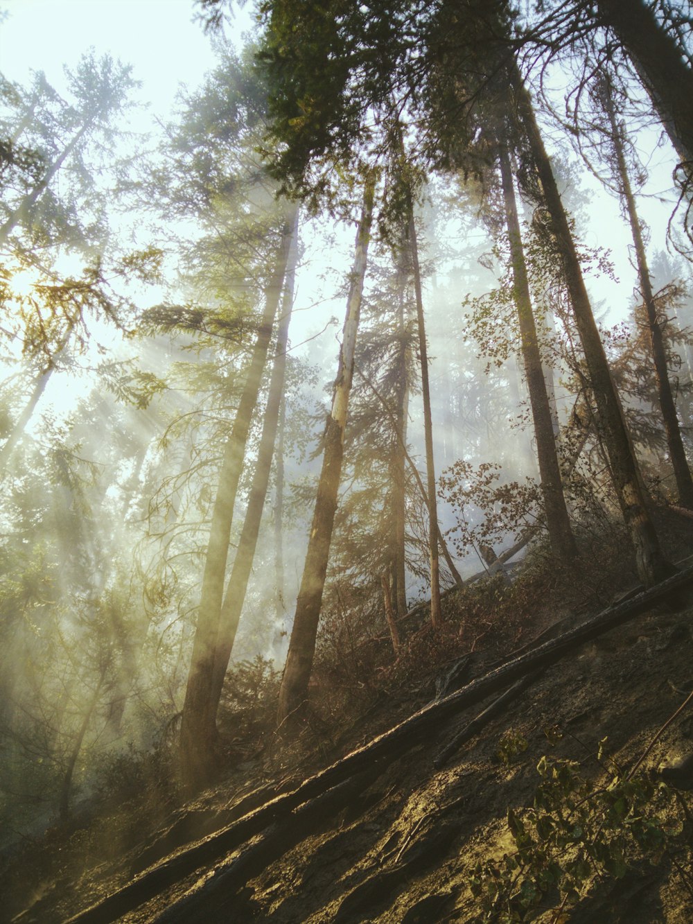 green trees on forest during daytime