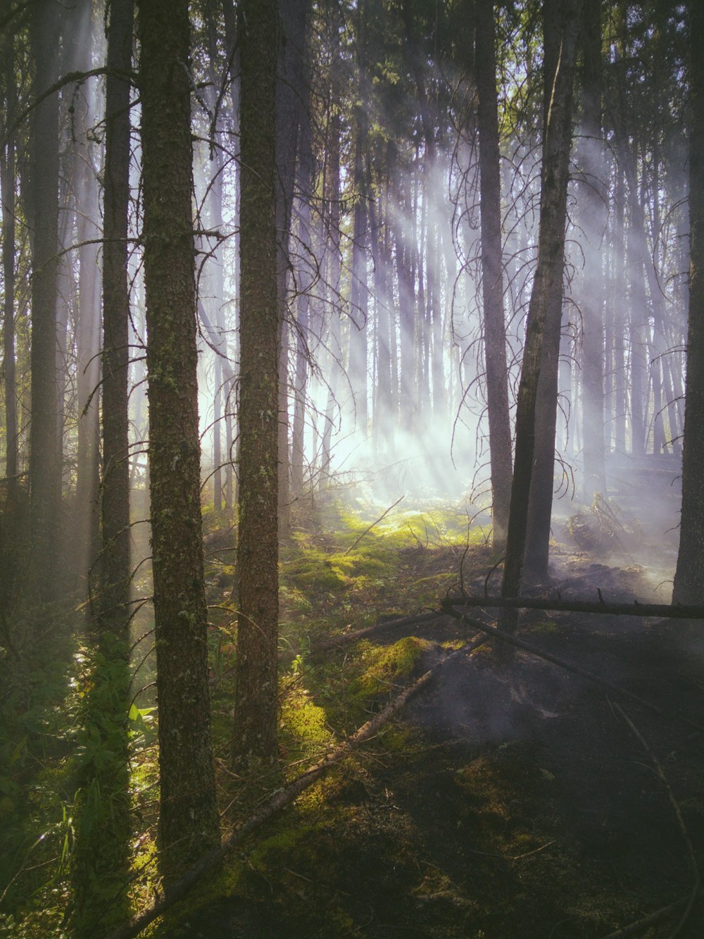 alberi verdi sulla foresta durante il giorno