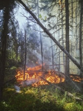 burning woods during night time
