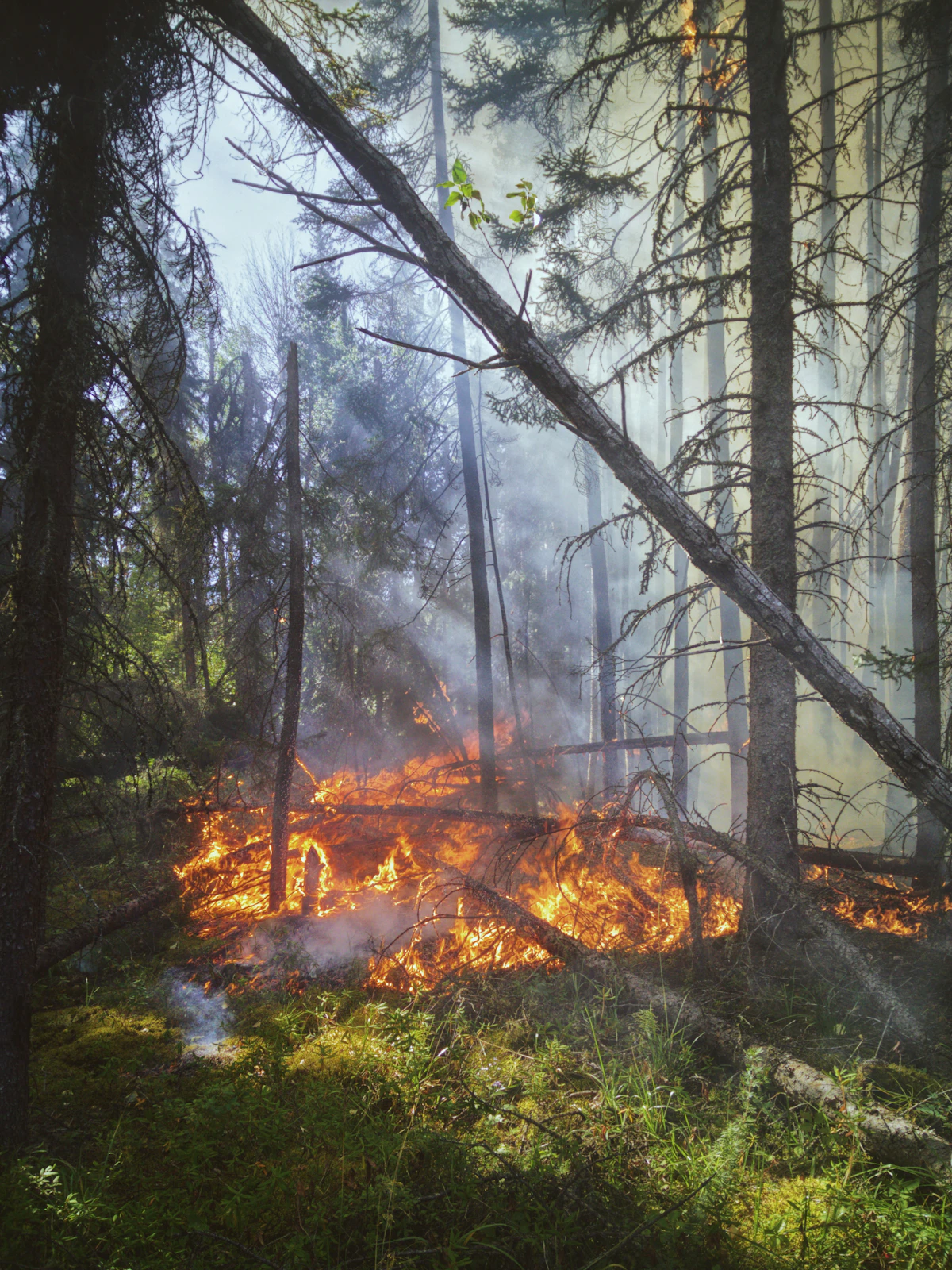 Wildfire smoke billowing over a forested hillside