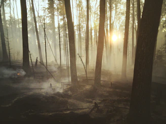 A split-screen photo showing a joyful family picnic on the left and a nearby forest fire raging on the right.