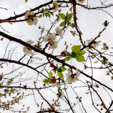 A network of tree branches adorned with white blossoms and a sprinkling of green leaves against a cloudy sky. Some small buds and red flowers are also visible among the white petals.
