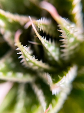 A close-up of intricate details in nature with sharp focus