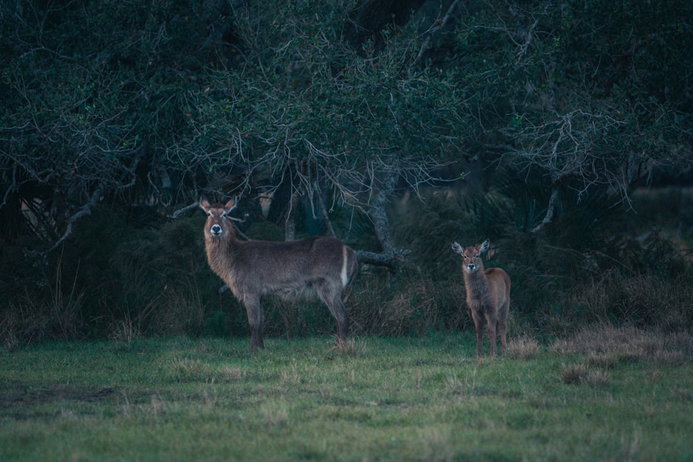 brown deer on green grass field during daytime