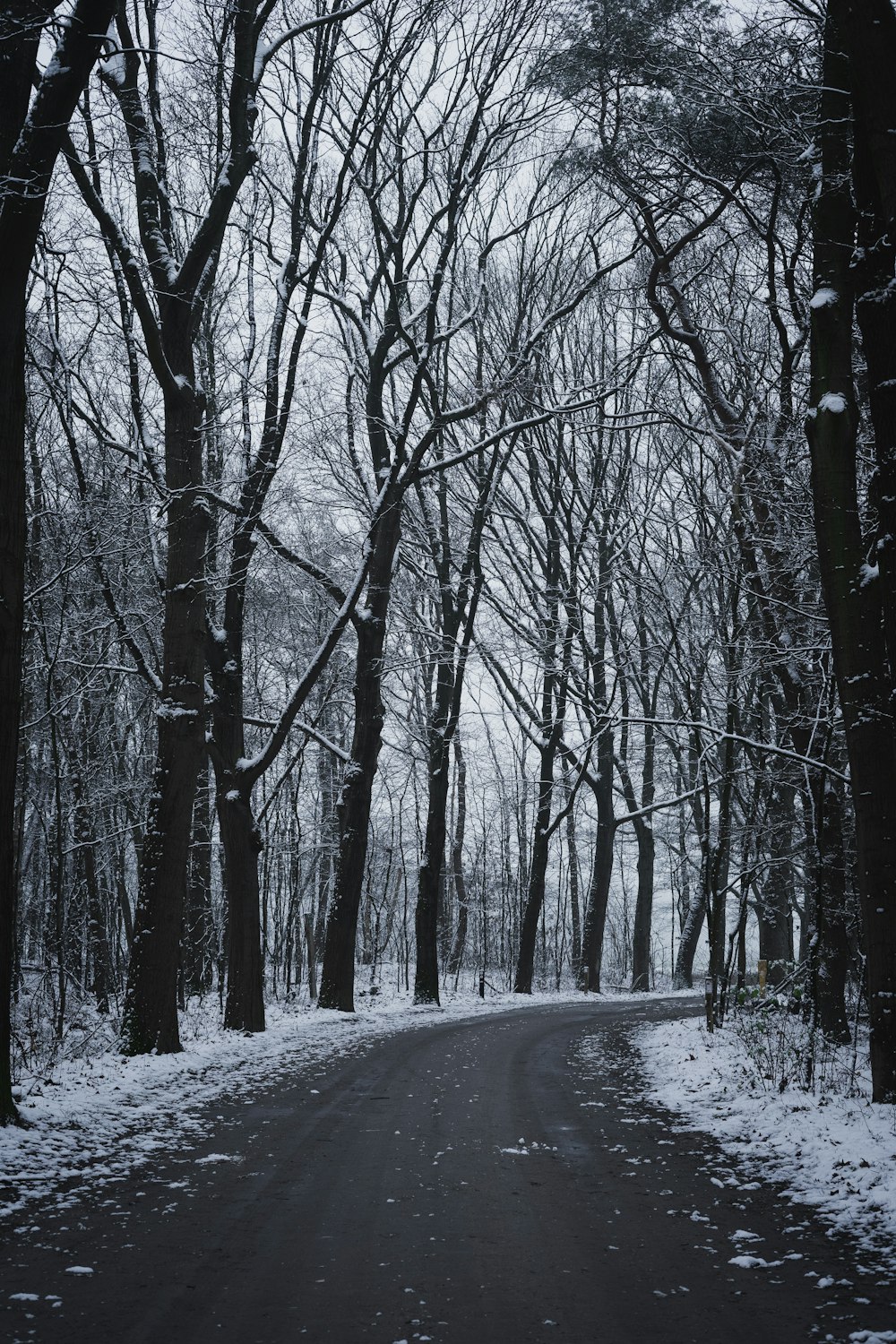 snow covered road between bare trees