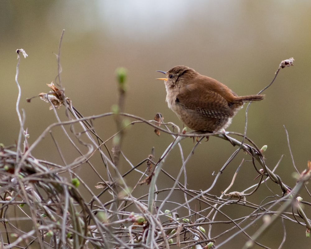 brown bird on tree branch during daytime