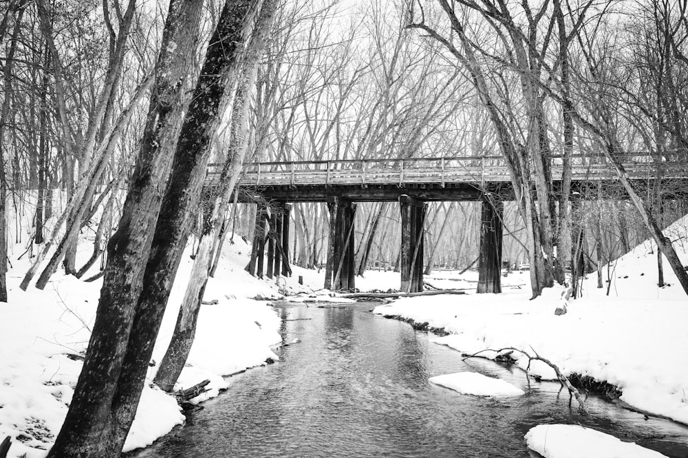 grayscale photo of trees near body of water