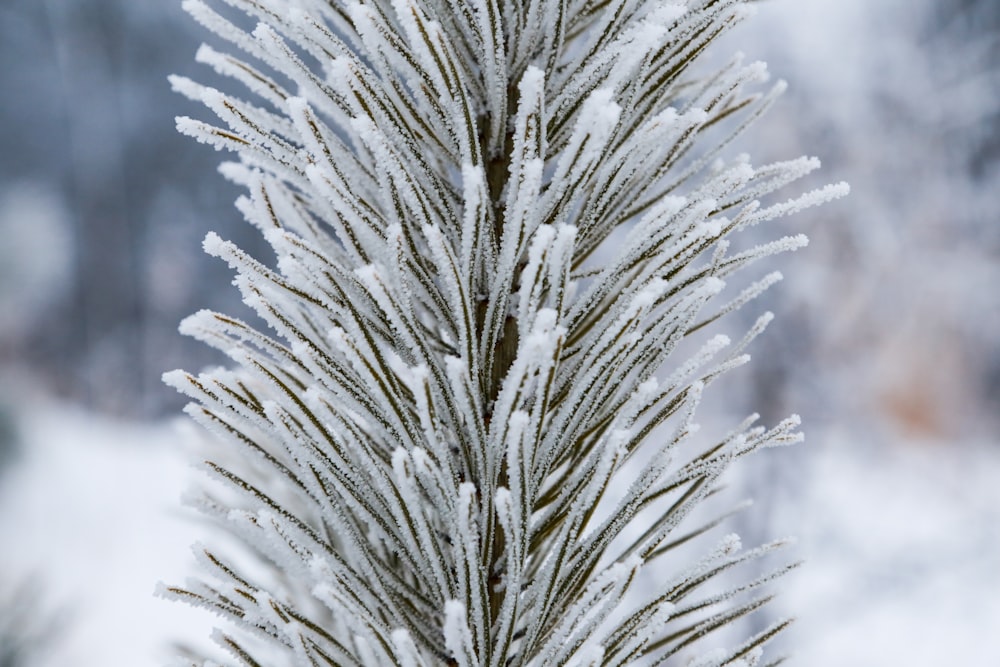 plante blanche en gros plan