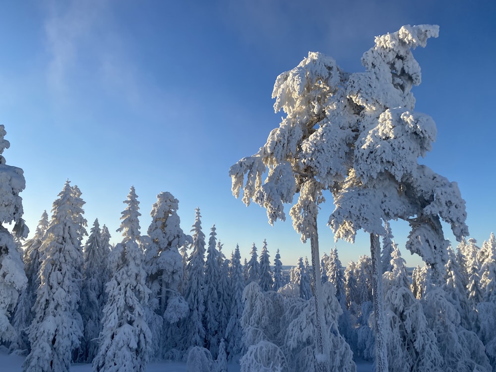 snow covered trees under blue sky during daytime