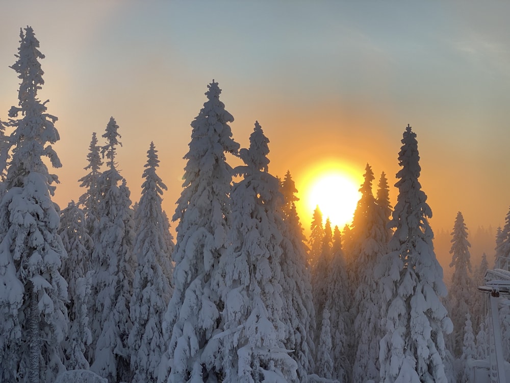snow covered pine trees during sunset