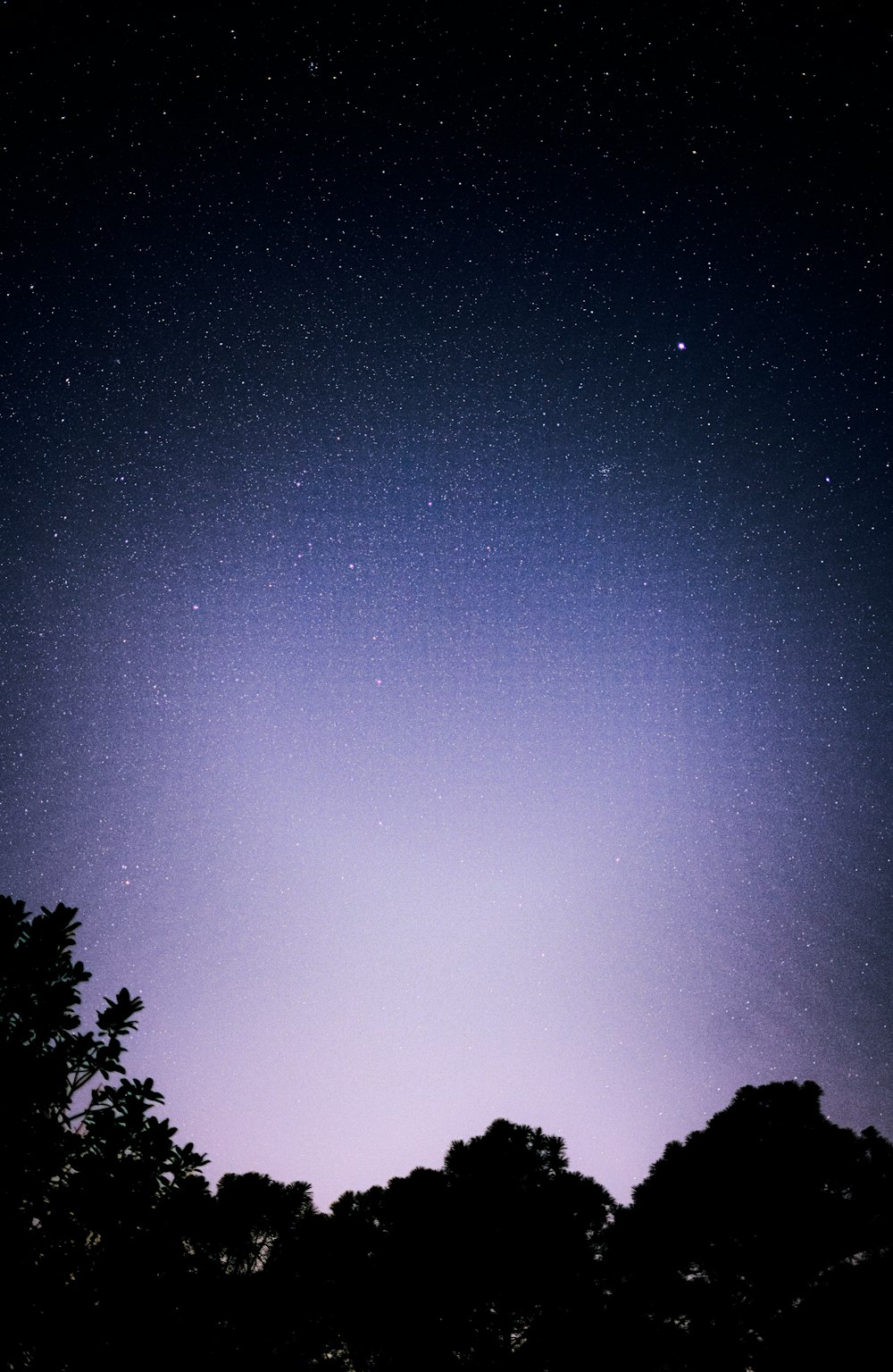 silhueta de árvores sob o céu azul durante a noite