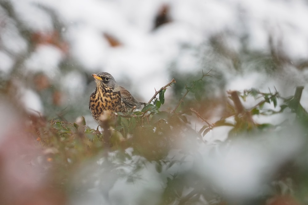 brown and black bird on brown tree branch covered with snow